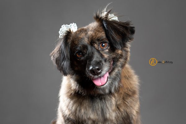 sesion de fotos para perros y mascotas en la serena