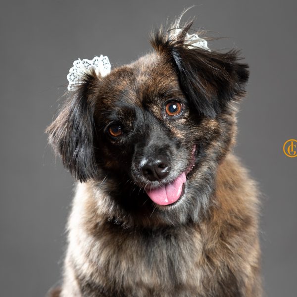 Fotografía de mascotas
