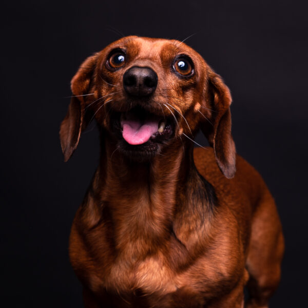 Fotografía de mascotas