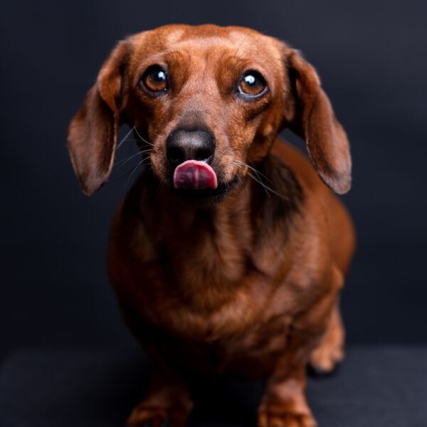 Fotografía de mascotas