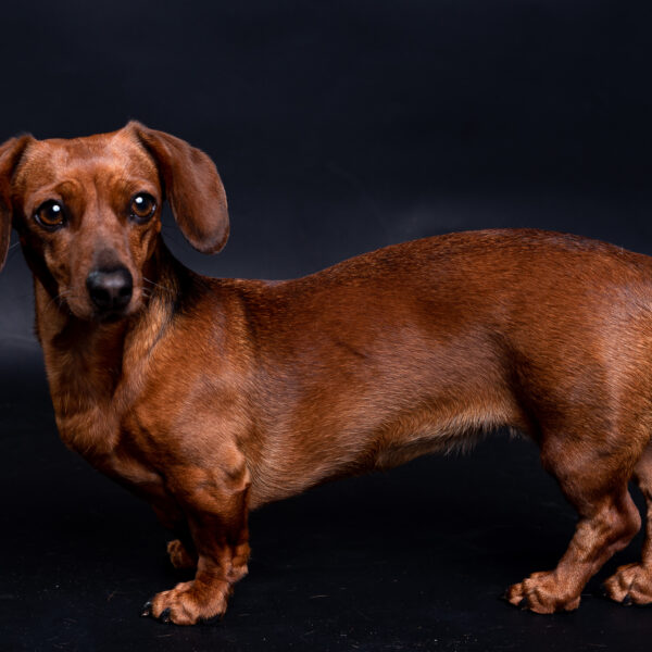 Fotografía de mascotas