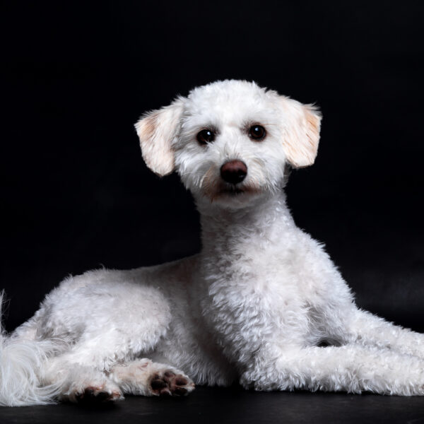 Fotografía de mascotas