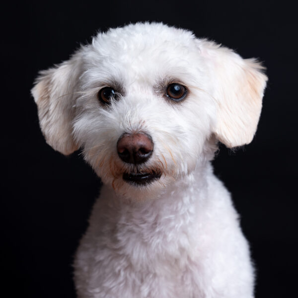 Fotografía de mascotas