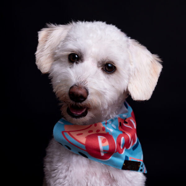 Fotografía de mascotas